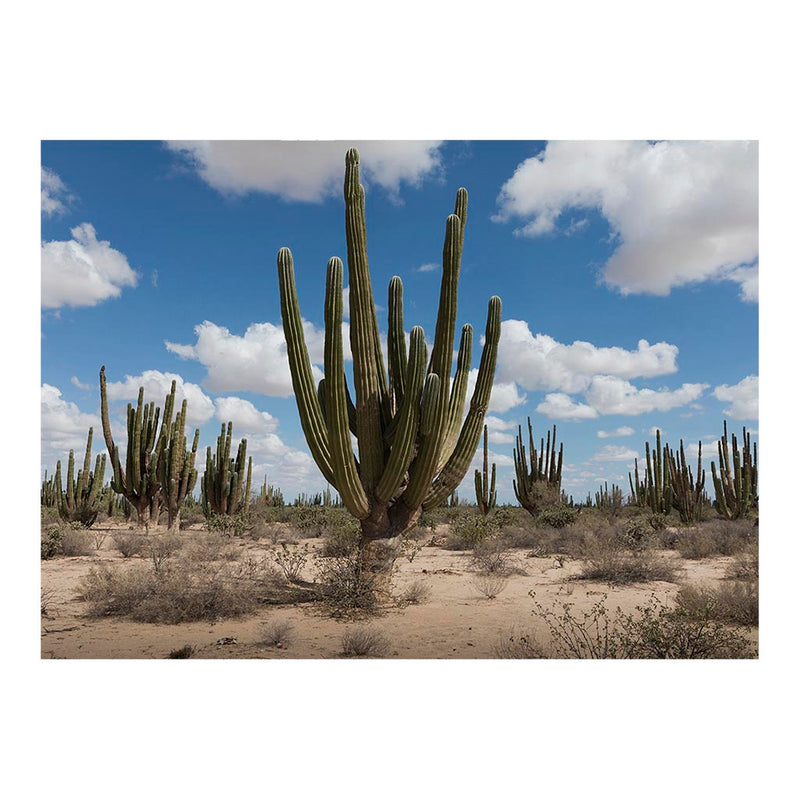 Pachycereus pringlei Forest in Sonoran Desert, Mexico Jigsaw Puzzle