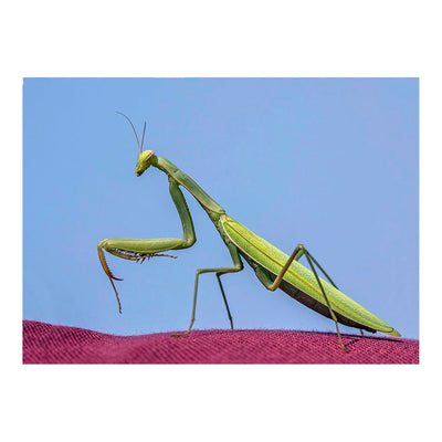 European Praying Mantis Jigsaw Puzzle