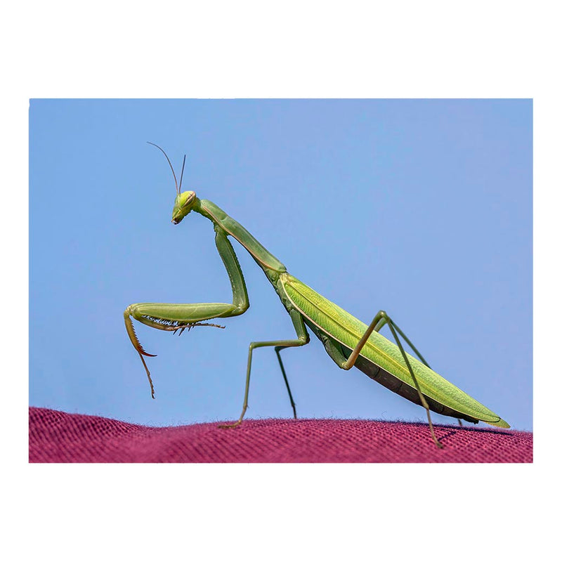 European Praying Mantis Jigsaw Puzzle