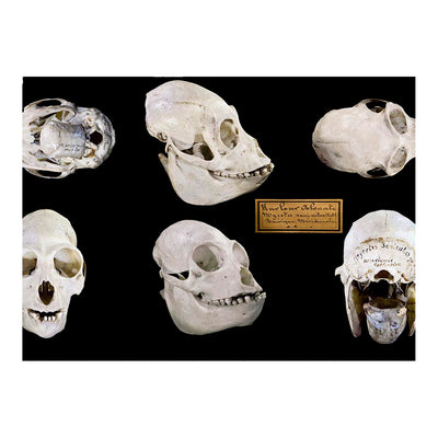 Red Howler Monkey Skulls, French Guiana Jigsaw Puzzle