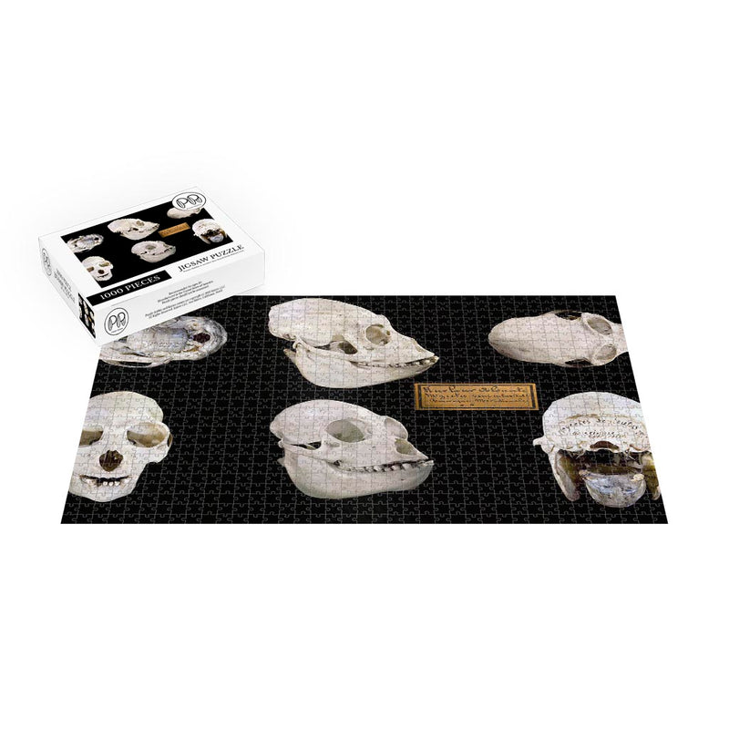 Red Howler Monkey Skulls, French Guiana Jigsaw Puzzle