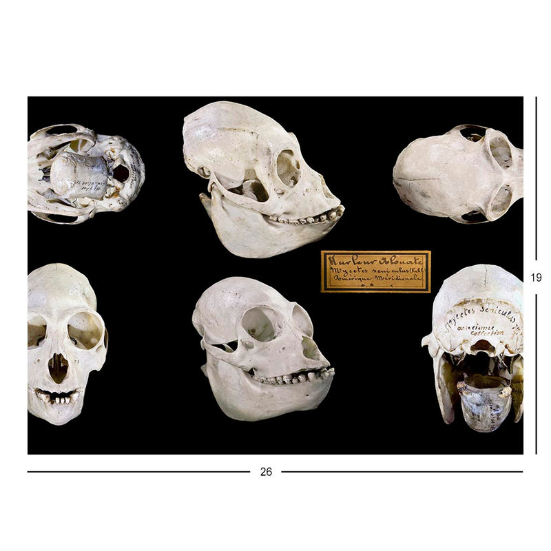 Red Howler Monkey Skulls, French Guiana Jigsaw Puzzle
