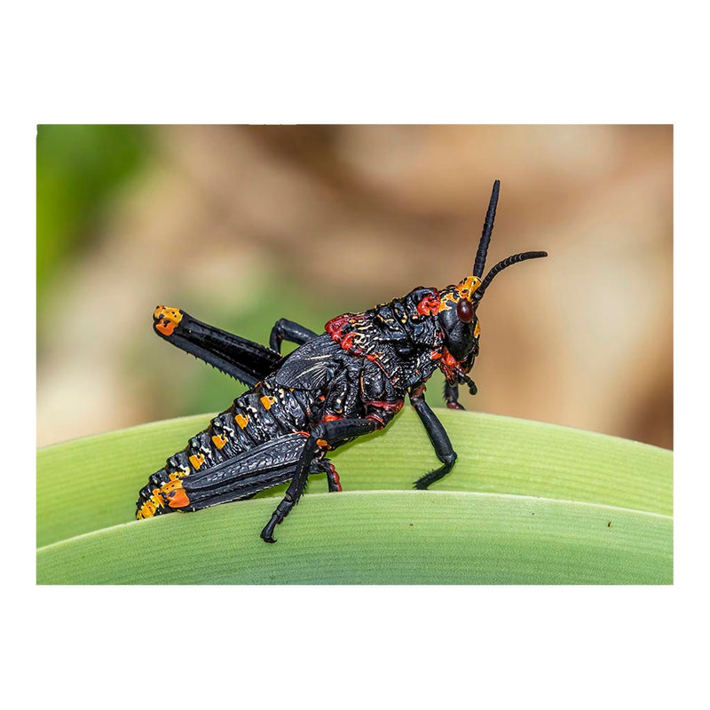 Koppie Foam Grasshopper Nymph, South Africa Jigsaw Puzzle