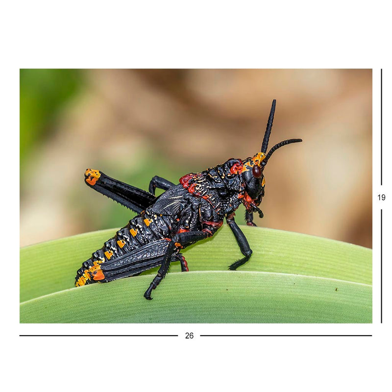 Koppie Foam Grasshopper Nymph, South Africa Jigsaw Puzzle