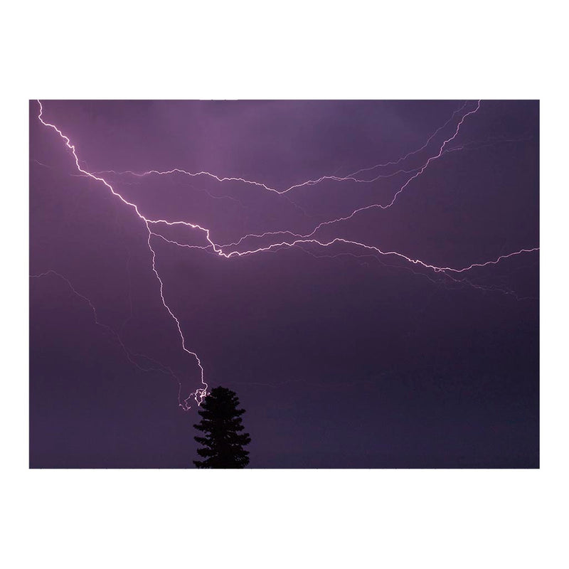 Lightning strike in Conifer Jigsaw Puzzle