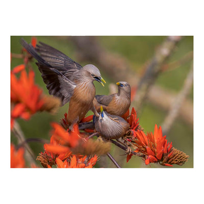 Chestnut-tailed Starling, Satchari National Park, Bangladesh Jigsaw Puzzle