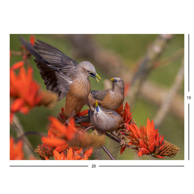 Chestnut-tailed Starling, Satchari National Park, Bangladesh Jigsaw Puzzle