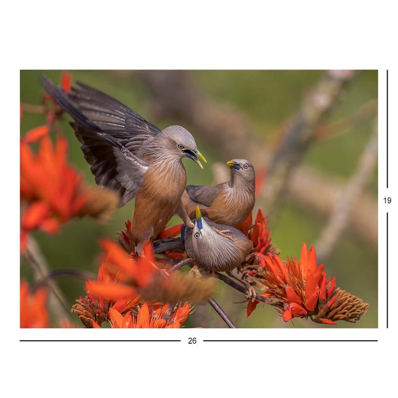Chestnut-tailed Starling, Satchari National Park, Bangladesh Jigsaw Puzzle