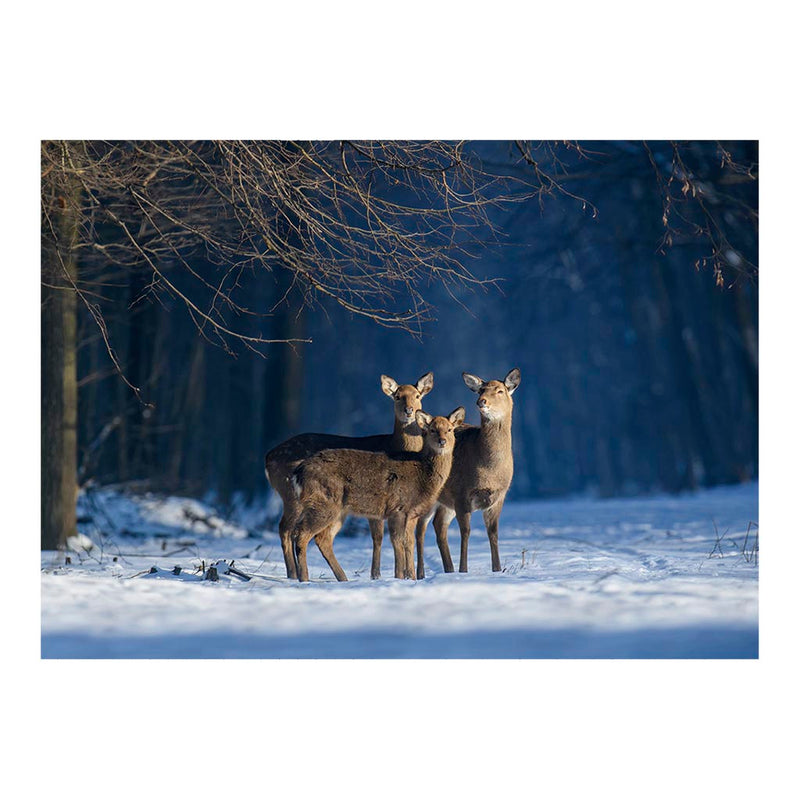 Sika Deer, Kremenets Hills, Ukraine Jigsaw Puzzle
