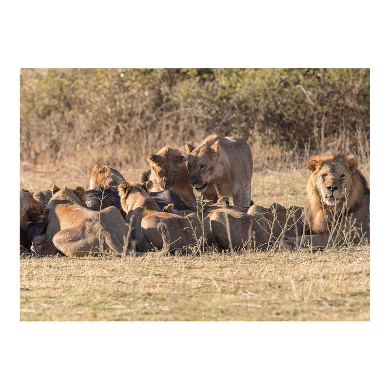 Lions Devouring an African Buffalo,Chobe National Park, Botswana Jigsaw Puzzle