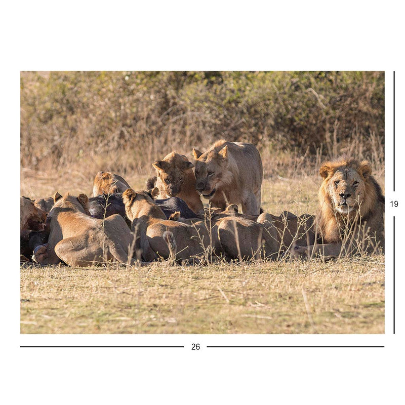 Lions Devouring an African Buffalo,Chobe National Park, Botswana Jigsaw Puzzle