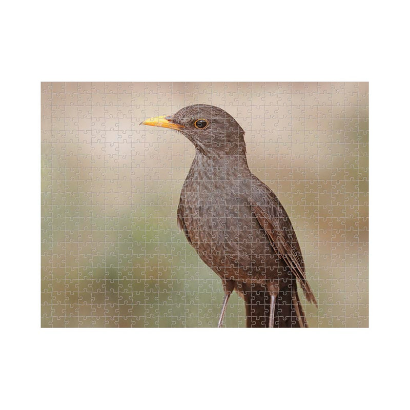 Wikimedia Commons Jigsaw Puzzle of the Day Common Blackbird