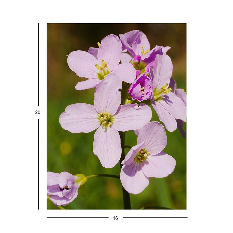 Wikimedia Commons Jigsaw Puzzle of the Day Cuckooflower
