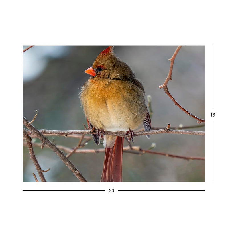 Wikimedia Commons Jigsaw Puzzle of the Day A Female Northern Cardinal