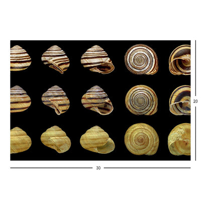 Wikimedia Commons Picture of the Day for May 23, 2022 Jigsaw Puzzle