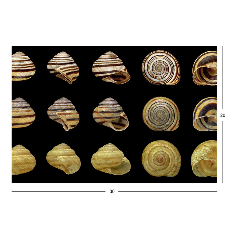 Wikimedia Commons Picture of the Day for May 23, 2022 Jigsaw Puzzle