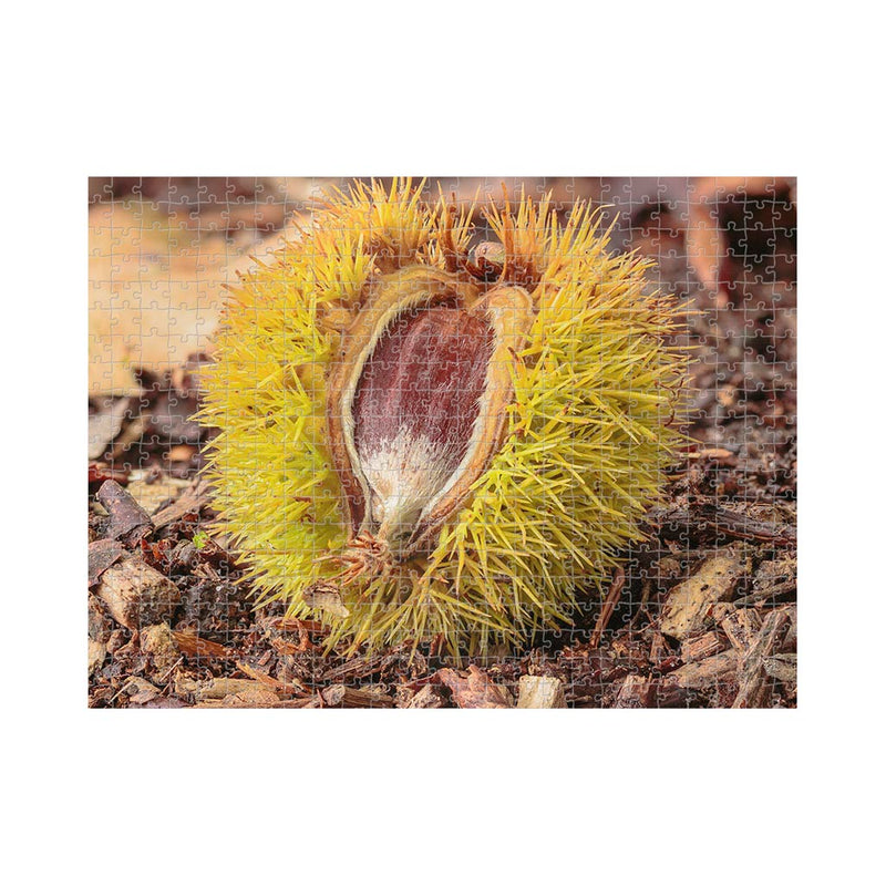Wikimedia Commons Jigsaw Puzzle of the Day Fallen Chestnuts