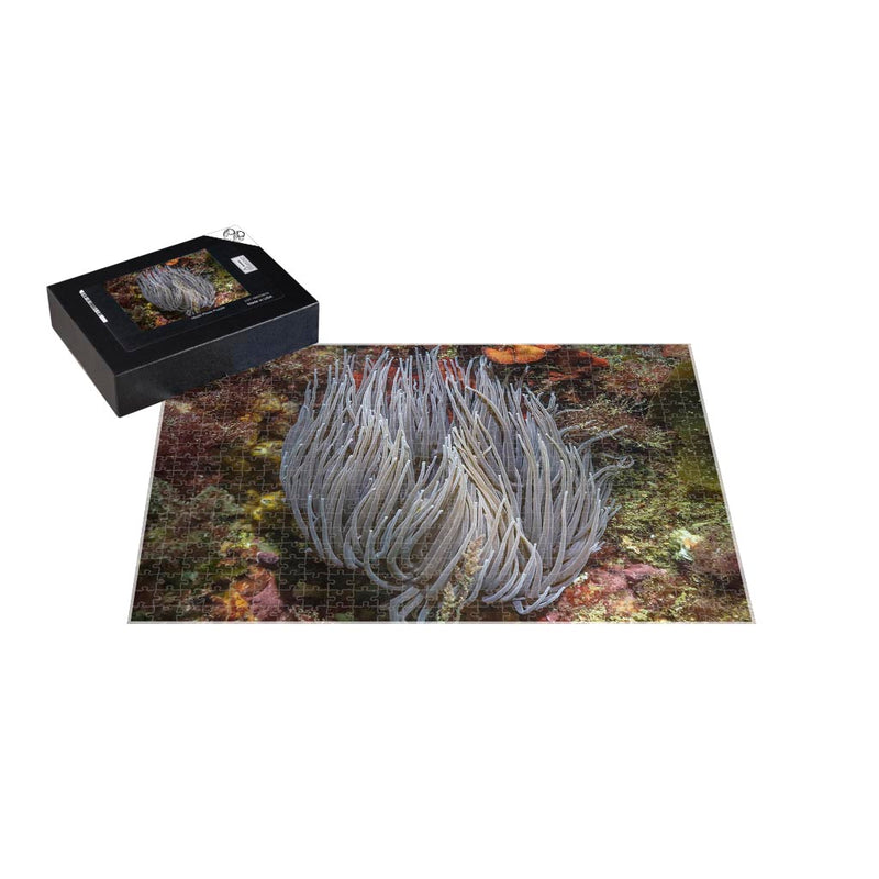Wikimedia Commons Jigsaw Puzzle of the Day Snakelocks Anemone