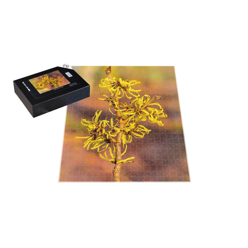 Wikimedia Commons Jigsaw Puzzle of the Day Witch Hazel