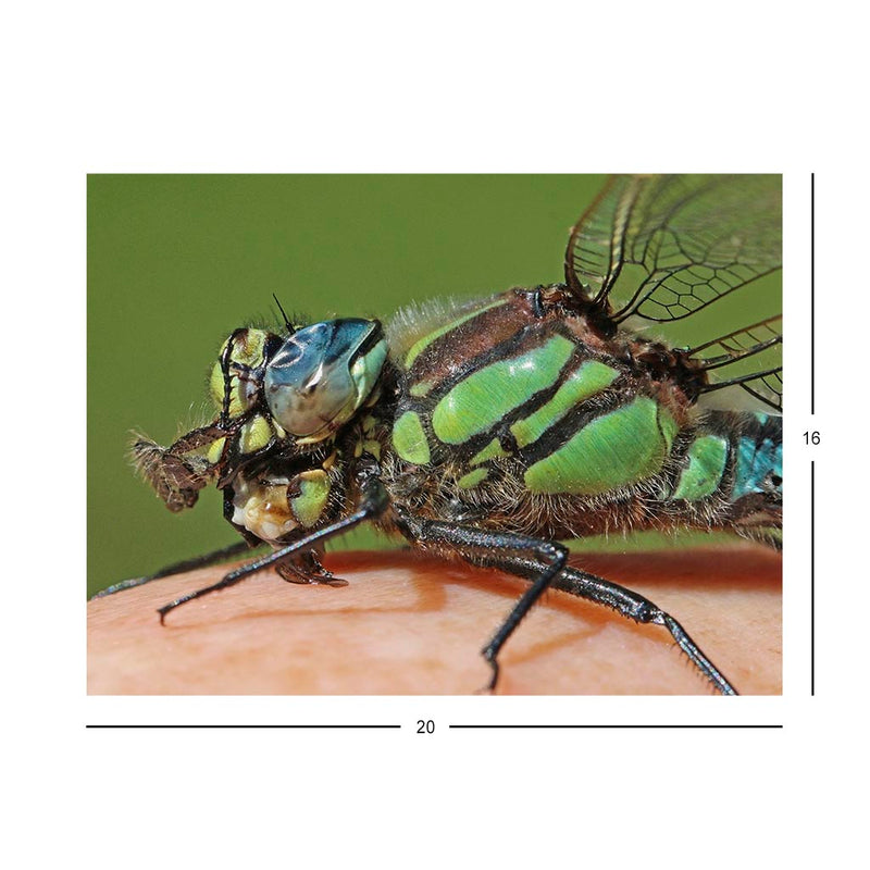 Wikimedia Commons Puzzle of the Day Brachytron Pratense Dragonfly