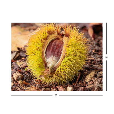 Wikimedia Commons Jigsaw Puzzle of the Day Fallen Chestnuts