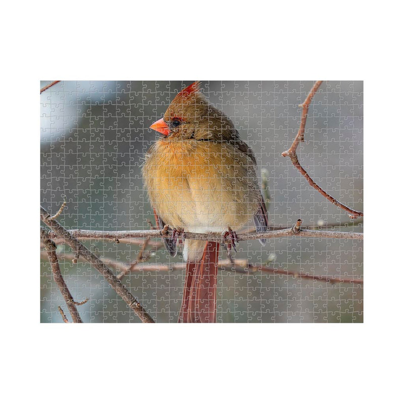 Wikimedia Commons Jigsaw Puzzle of the Day A Female Northern Cardinal