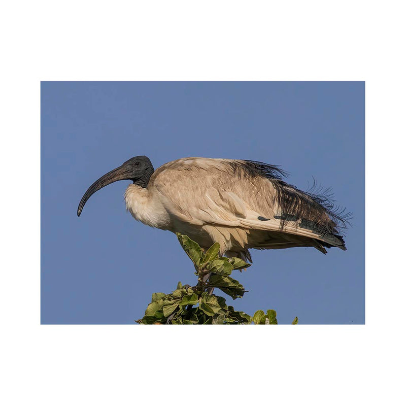 Wikimedia Commons Jigsaw Puzzle of the Day Sacred ibis