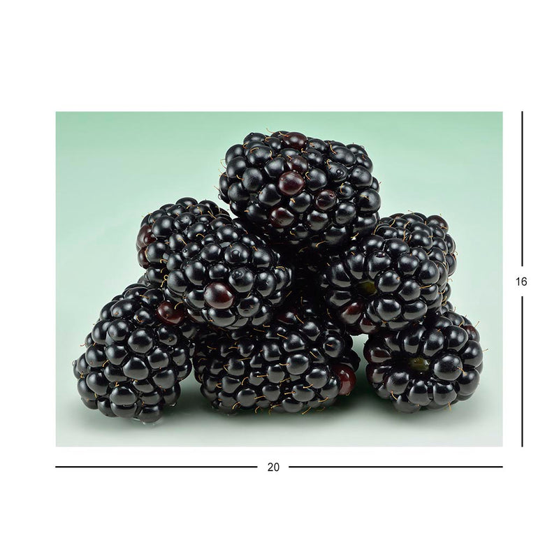 Wikimedia Commons Jigsaw Puzzle of the Day Blackberries