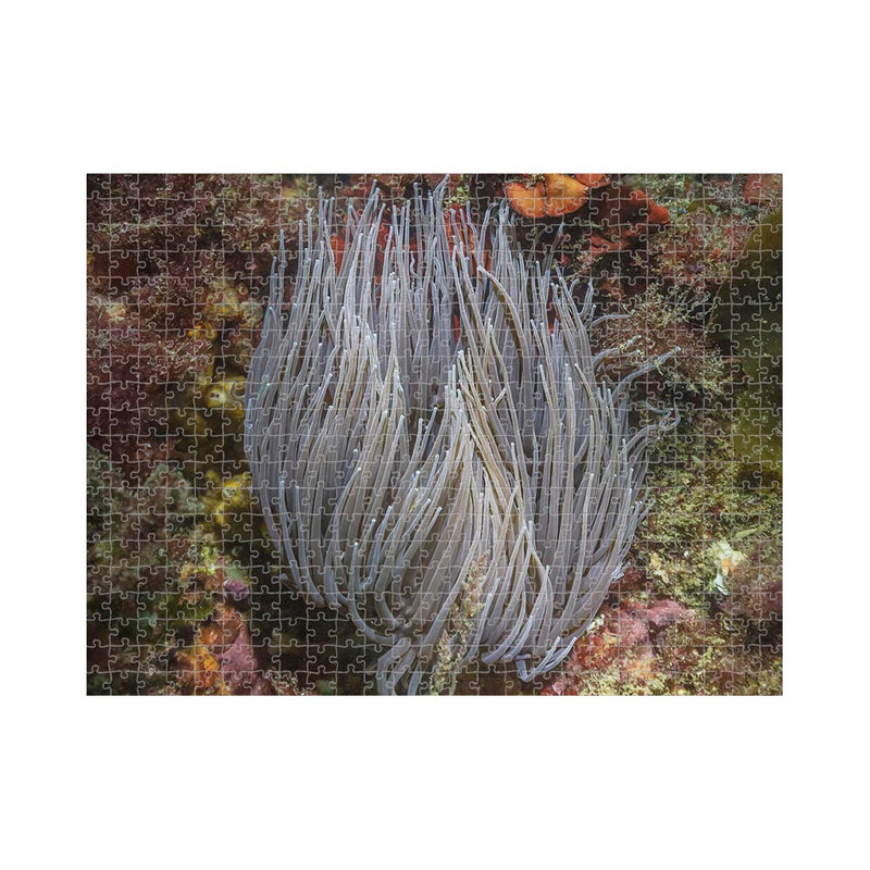Wikimedia Commons Jigsaw Puzzle of the Day Snakelocks Anemone