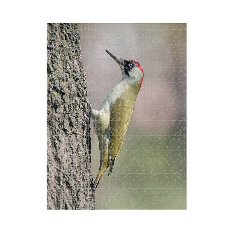 Wikimedia Commons Jigsaw Puzzle of the Day European Green Woodpecker